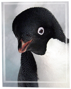 Get used to this face: future musical sensation Edwin the Penguin!